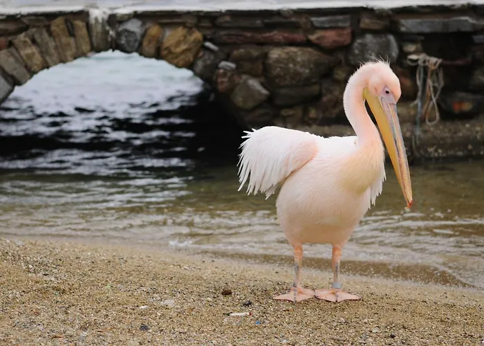 Mykonos Gem 2* Mykonos Town